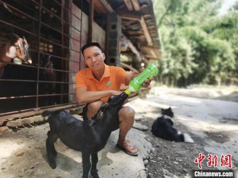 湖南桃江县京华村&ldquo;牧羊人&rdquo;易文言正在喂养小羊羔。