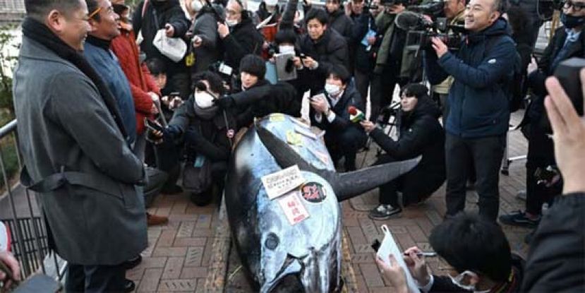 东京第一鲔创高价    渔商：用&ldquo;食力&rdquo;洗脱开春悲伤。