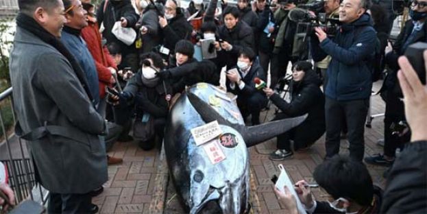 东京第一鲔创高价    渔商：用&ldquo;食力&rdquo;洗脱开春悲伤。