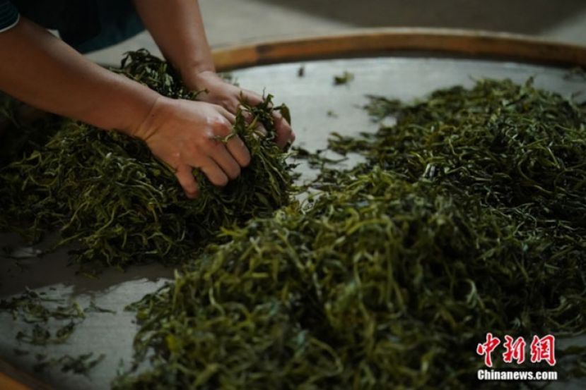 景迈山的一名茶人用传统工艺制茶。