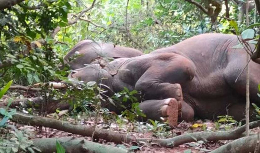 24只大象集体醉倒丛林　呼呼大睡敲锣打鼓才叫醒