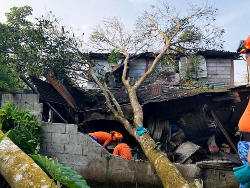 民防部队协助锯开倒下的大树。