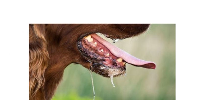 狂犬病再夺一命　诗巫妇女周日病亡