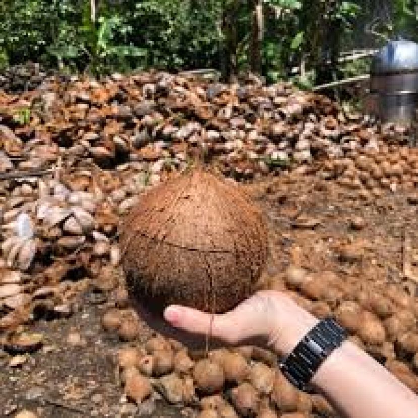 联邦农业销售局进口650公吨老椰确保市场供应稳定