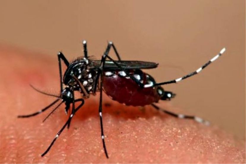 美里骨痛热症爆增  东姑村一男子病逝  &nbsp;