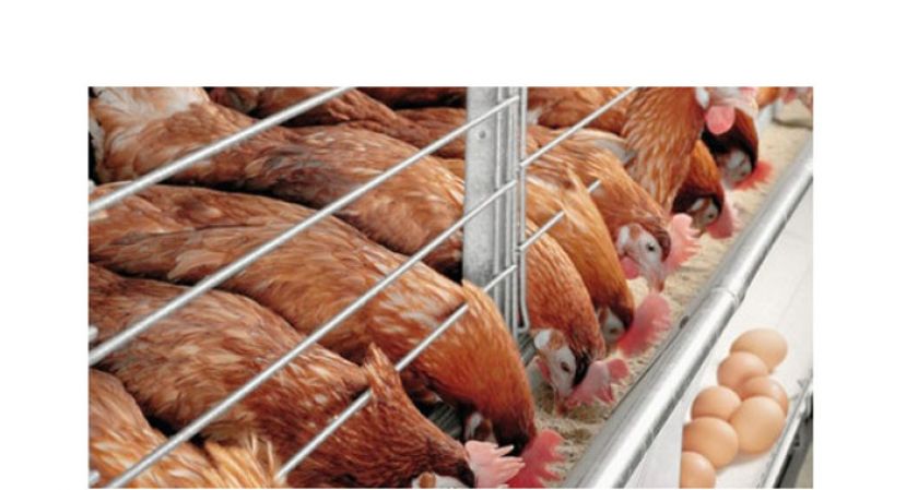 鸡蛋鸡肉补贴延长至6月