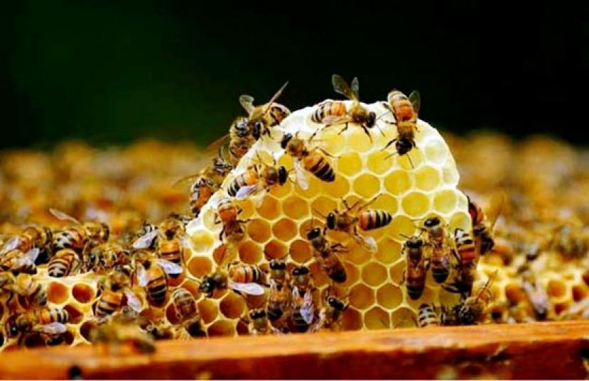  认识蜂再来养蜂。