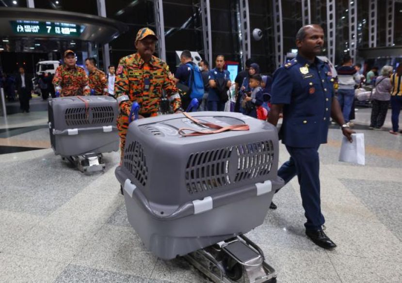 露营地土崩搜救行动的两只搜救犬