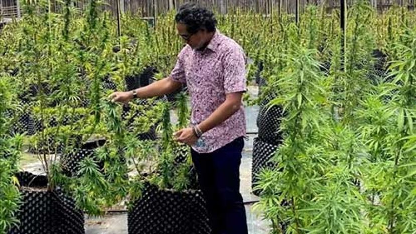 ●凯里在泰国参观大麻种植园。