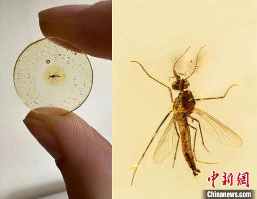 琥珀中雄蚊背面视图。