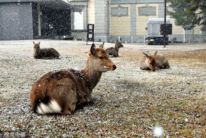 根据这项研究，可以推定奈良公园的鹿群从距今逾1000年起，就没有跟同住纪伊半岛的其他鹿群有过交流。