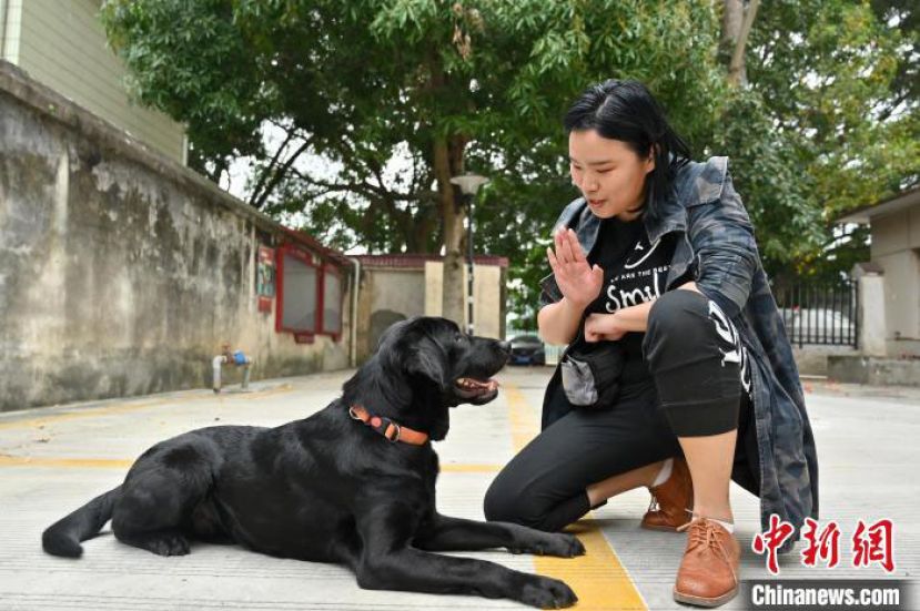 崔静宜训练宠物犬趴下。