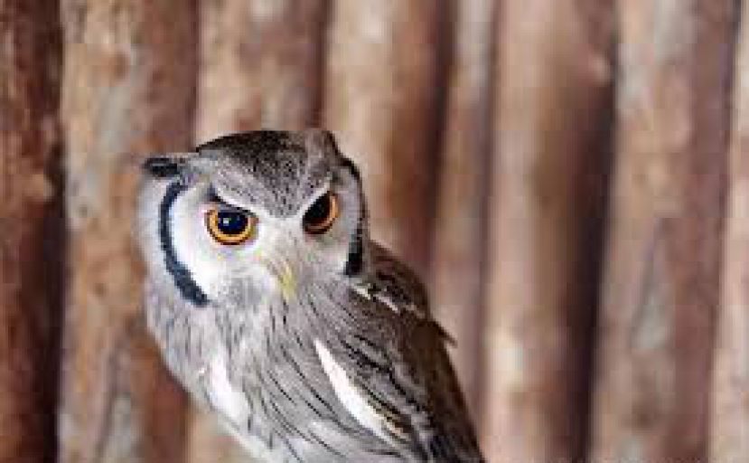 猫头鹰撞击飞机右侧引擎 159名候机乘客滞留机场