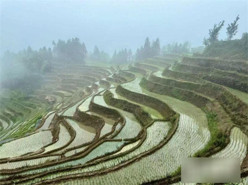 层层叠叠的紫鹊界梯田。