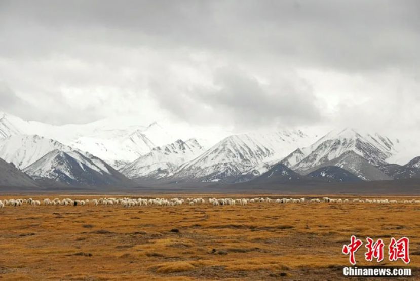岗格尔雪合里。