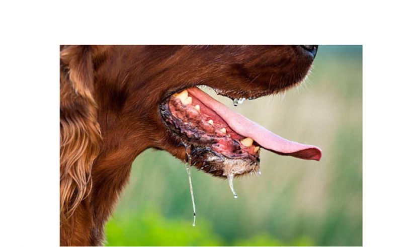 砂狂犬病继续肆虐　今年迄今17病例15疫殁