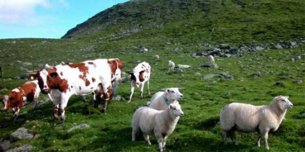 美研究：牛羊肉和奶中 有一种物质可助抗癌。