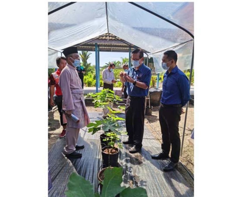 拿督李景胜(右2)参观马宝政中无花果园，家教协会主席再理(左1)向一行人解说无花果种植方法及其价值，右1是美里省农业部主管杰生。