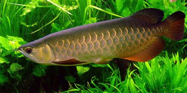 越南中产阶级疯养金龙鱼，意外催生&ldquo;整形鱼医生&rdquo;。