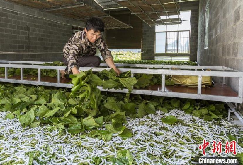 蚕农利用轨道运输机养蚕。