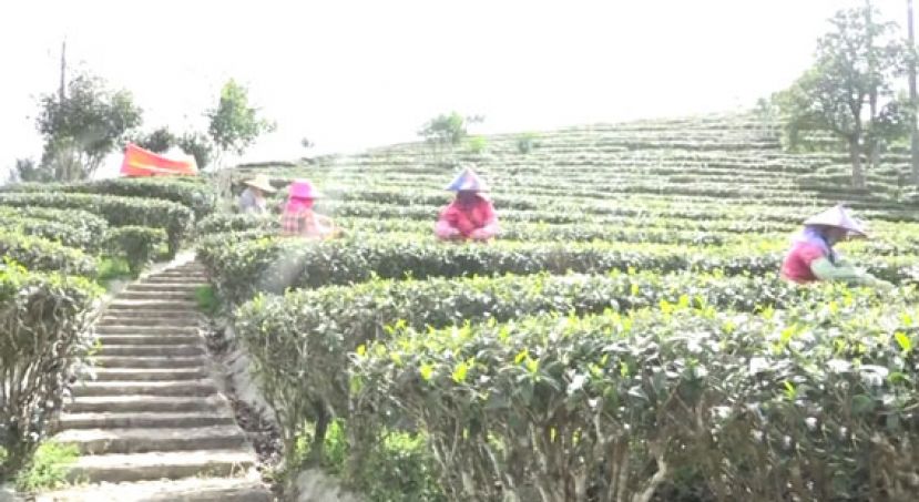 海南“早春茶”开采  国内外游客慕名前来品茗