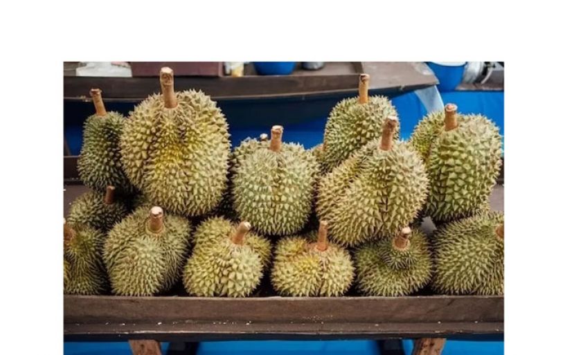 大马鲜果榴梿料9月输华