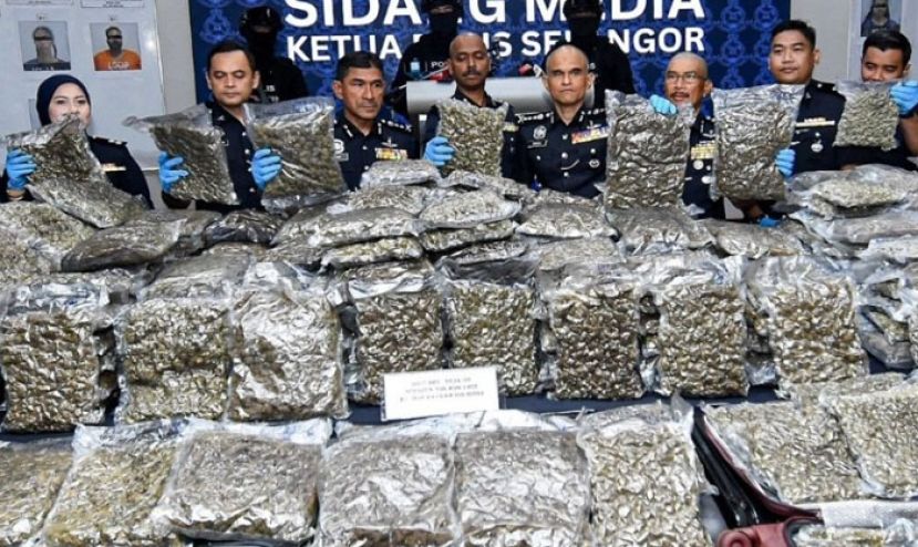 警方展示所起获的大麻花。