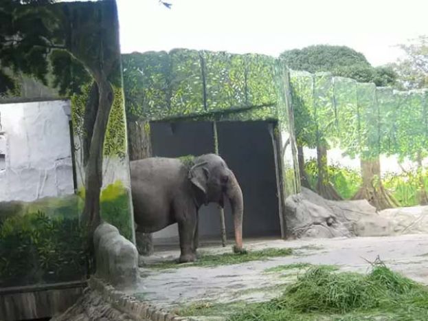 ●有全球最孤独大象之称的母象马丽28日在马尼拉去世。