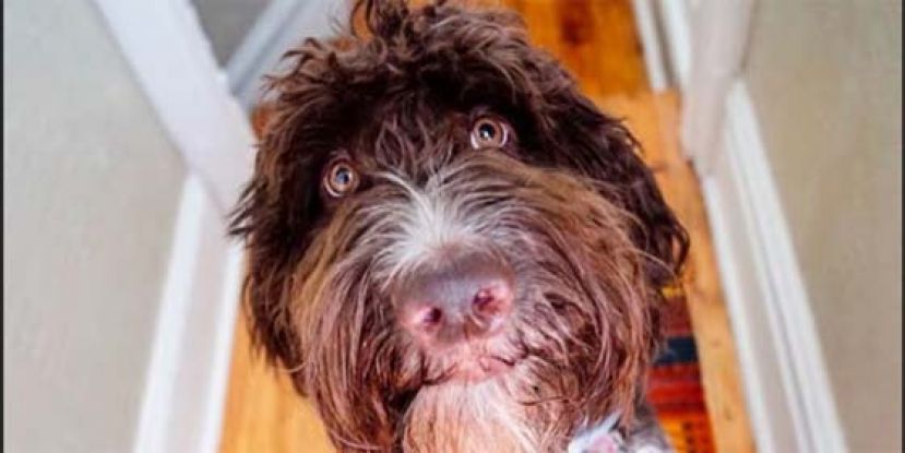 爱犬吃4000美元现金，夫妻从屎中找钱、洗钱。