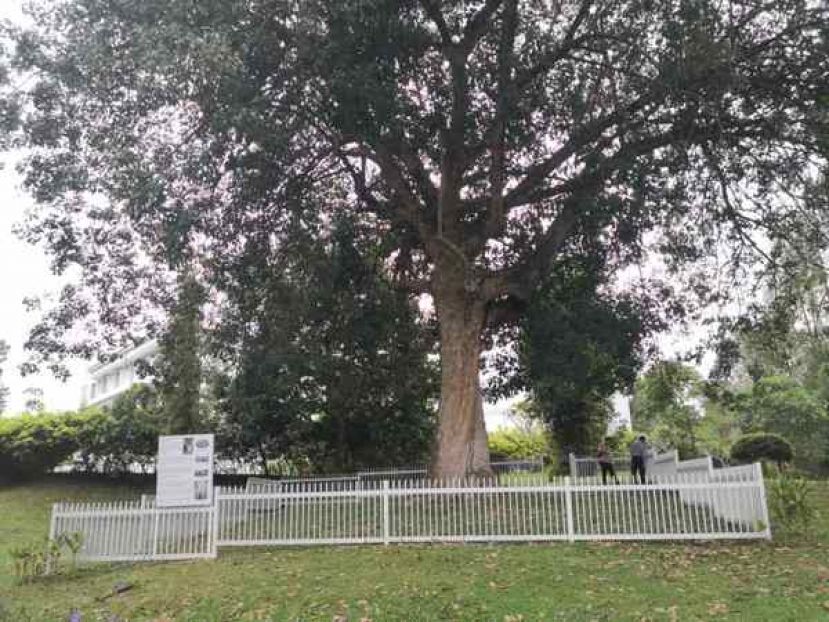 大马最古老橡胶树146岁 市值约20万令吉