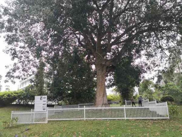 大马最古老橡胶树146岁 市值约20万令吉