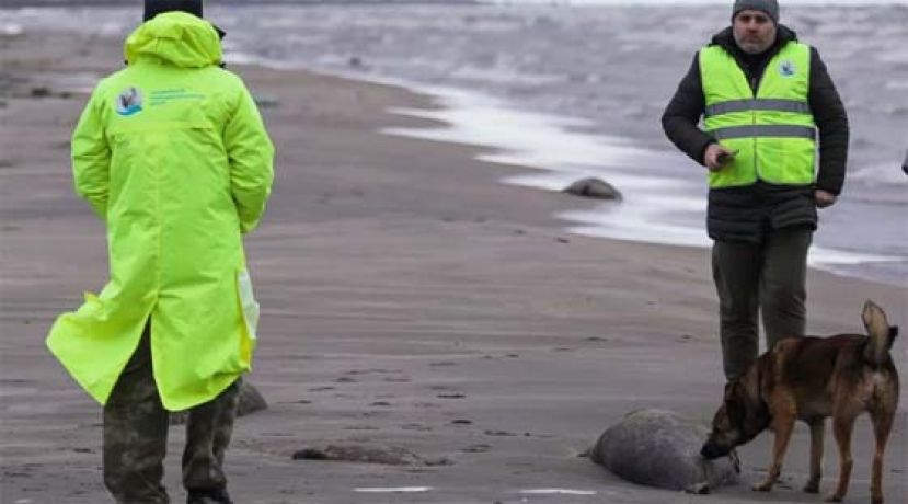 海豹大规模暴毙！ 俄国里海沿岸2500尸体。