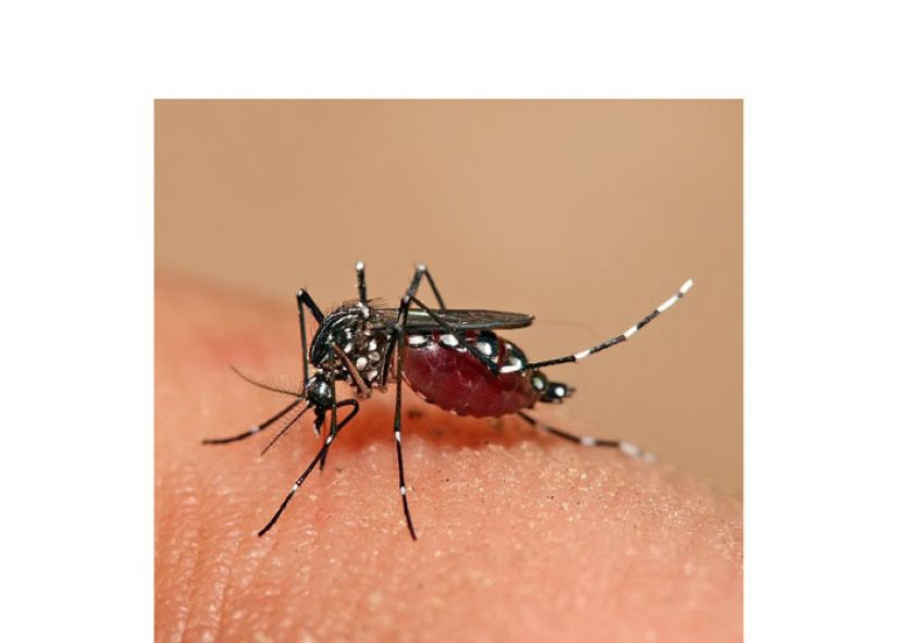 在第26流行病学周　大马通报2336骨痛热症1死