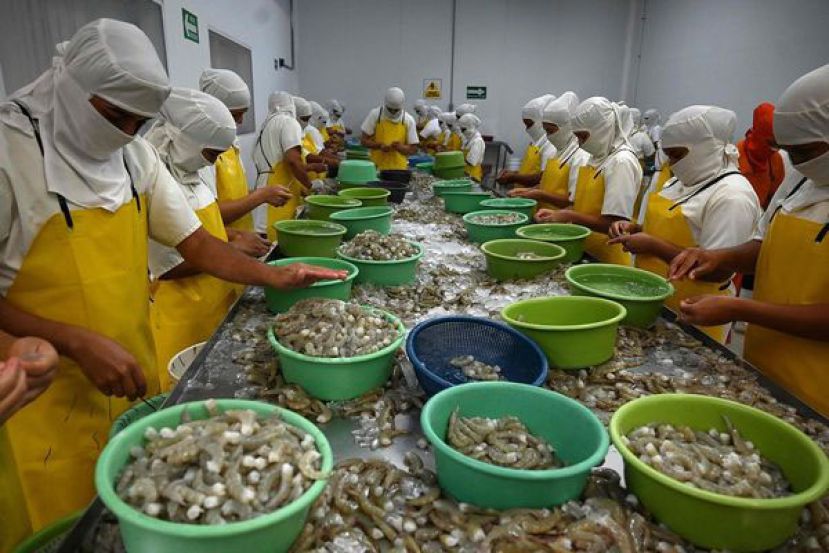 洪都拉斯3年前与台湾断交，不料中国经济承诺跳票，导致白虾出口大砍，重创当地虾农。