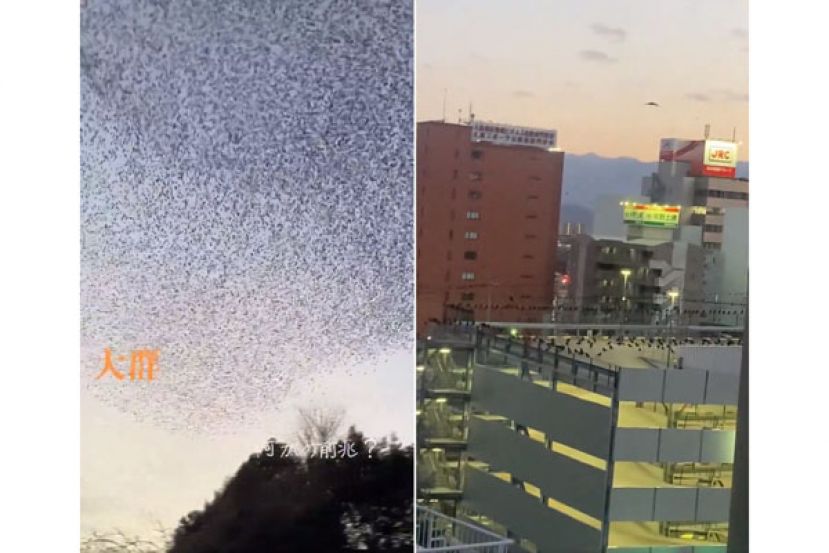 日本7.6强震发生前两天，有大量鸟群、乌鸦出没。