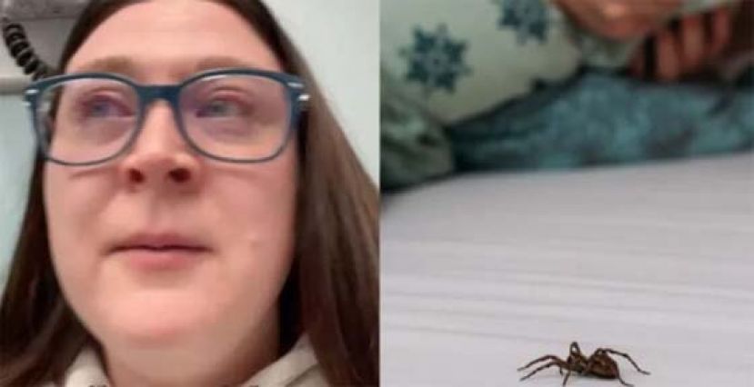 耳朵夹出活蜘蛛，女子从此戴耳塞才敢睡。