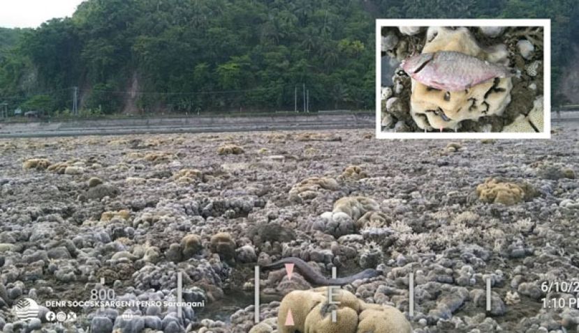 7.8强震造成大面积珊瑚礁与海草床因此裸露於海面。