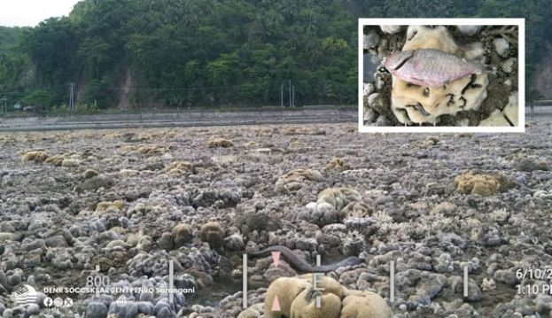 7.8强震造成大面积珊瑚礁与海草床因此裸露於海面。