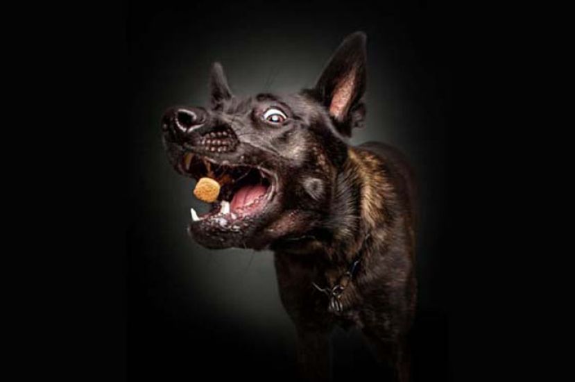 狂犬病依旧肆虐　沐胶甘榜迪安马都列疫区