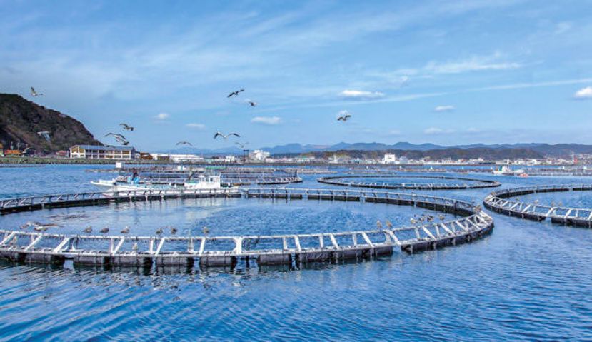 近畿大学水产研究所。