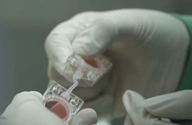 &ldquo;人工胚胎&rdquo;实验。