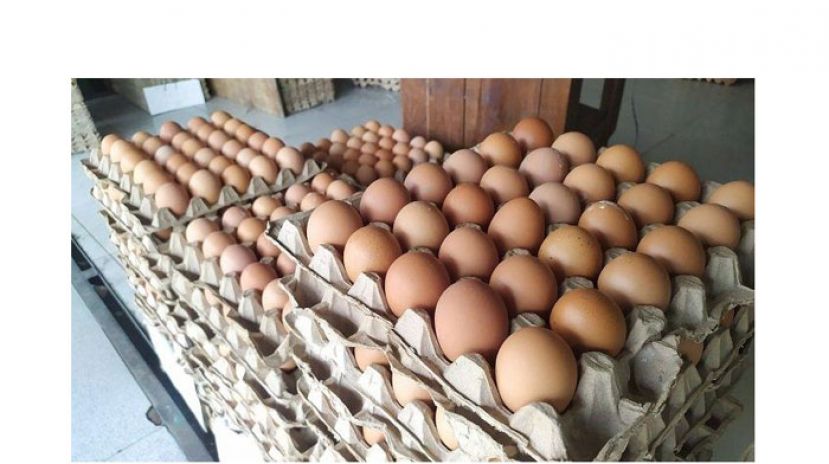 末沙布：鸡蛋供应料年杪恢复正常
