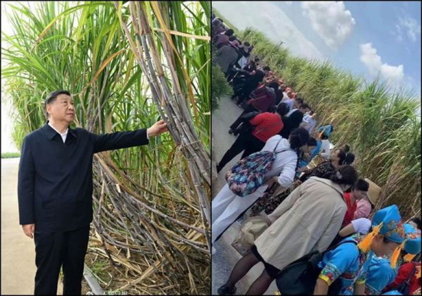 习近平地方视察顺手摸甘蔗秒成打卡圣地，排队人朝从早上排到晚上。