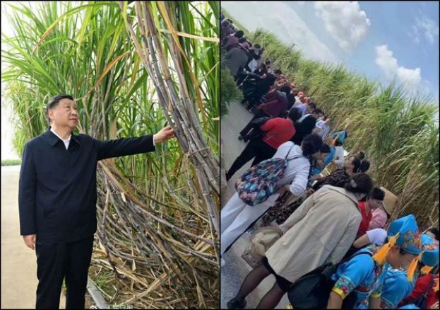习近平地方视察顺手摸甘蔗秒成打卡圣地，排队人朝从早上排到晚上。