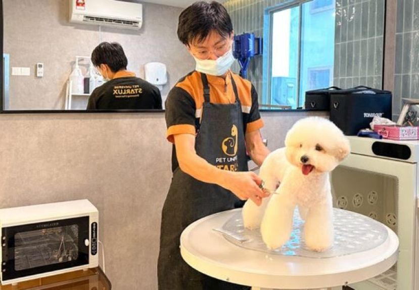 市场规模逾3千亿人民币，宠物过年成中国春节消费新爆点。