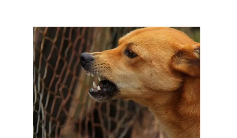 133狗只样本20呈阳　汉连省颁布为狂犬病疫区