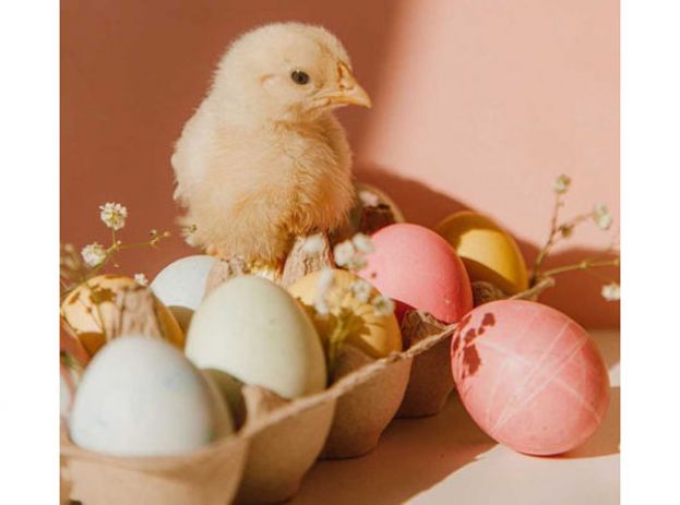 到底先有鸡还是先有蛋，如今科学家给出解释。