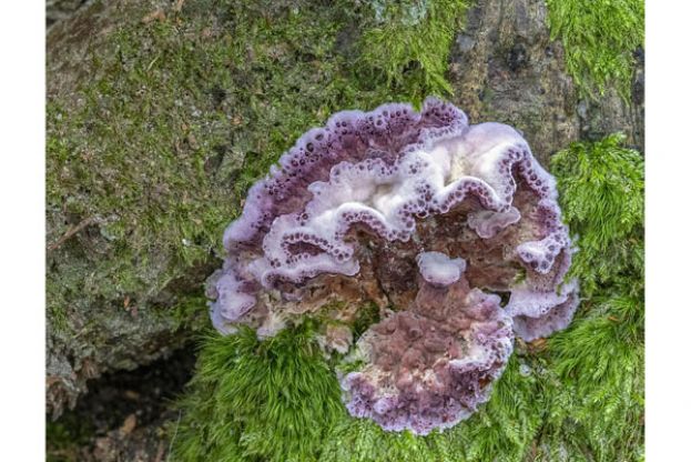 印度报告全球首例人类感染致命植物真菌病例