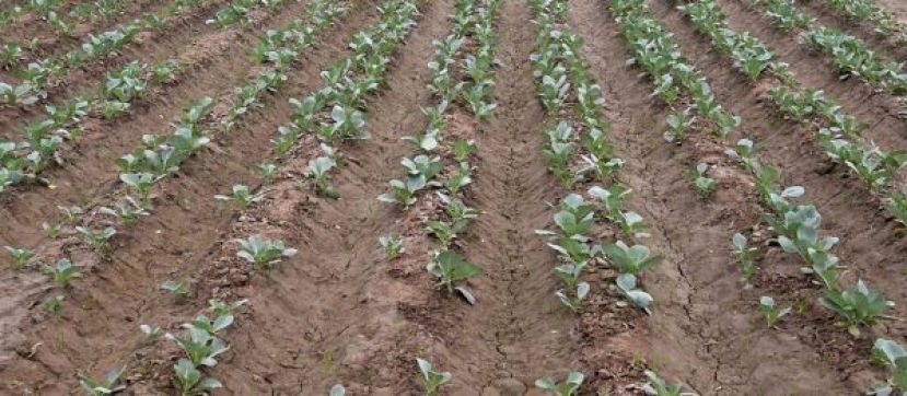 极端高温事件正严重冲击全球农业粮食体系。