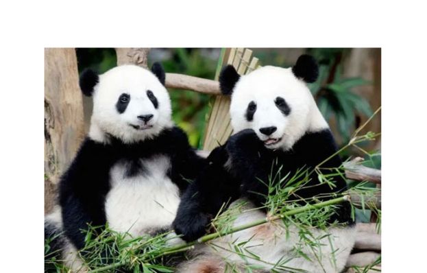 新一对中国大熊猫　料下周抵达吉隆坡